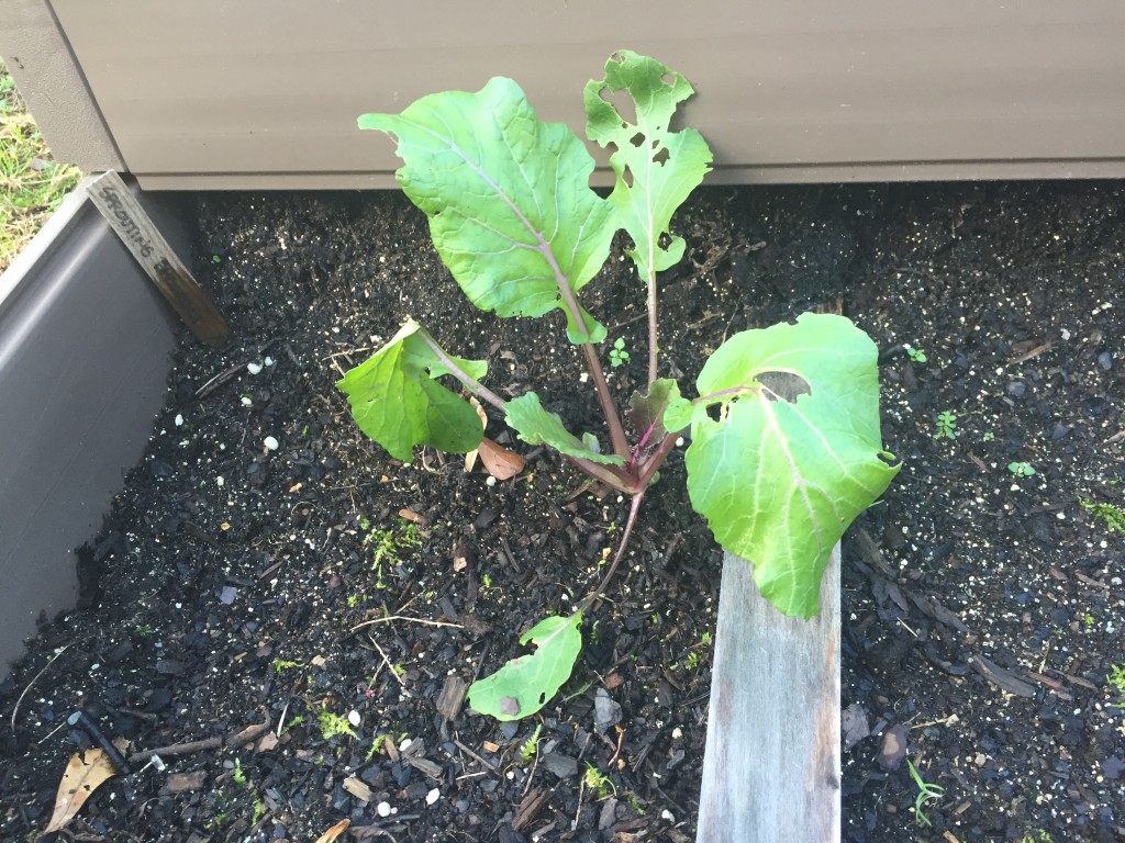 sproutingbroccoli